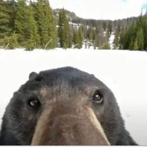 Meet your Posher, Bellcau